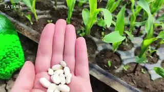 Culturi asociate: PORUMB și FASOLE URCĂTOARE - Distanța de plantare