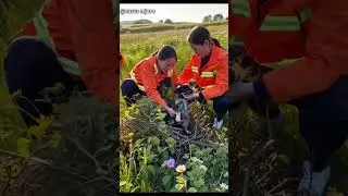 Puppy Rescued from Thorny Bush