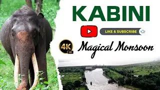 Kabini - Magical Monsoon | Capturing the Beauty of Kabini in the Rain #kabini #kabinidam #safari