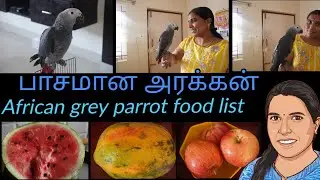 The smartest African grey parrot || African grey parrot food chart in tamil || my favourite pet