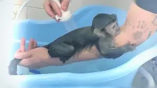 Banho em filhote de macaco prego
