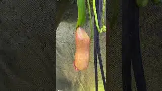 New Nepenthes Ventricosa pitcher is beefing up! #shorts