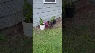 Fluffy Pants Finds Catnip Plant #cat #kitty #cutepets  #cuteanimals  #backyardanimals