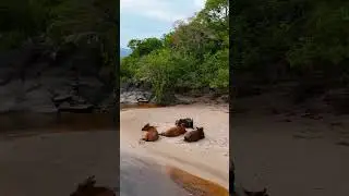 Safari dans la r&eacute;serve naturelle de la Lop&eacute;... ❤️🇬🇦