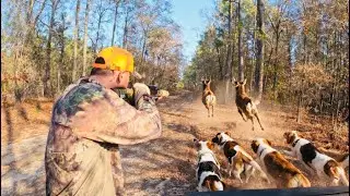 Бегом и стрельбой, еще один олень подстрелен прямо на глазах у собак!!!!