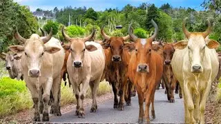 Herding Thousands of Cute, Tame Cows Roaming the Road - Cow Sounds. Cows. Cute Cows. Cows Dancing. 2