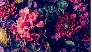 PROFUMI TERMINATI DEL PERIODO 🌸🩷