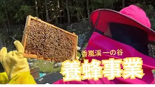 【your SDGs ～地球の未来～】 5月編 養蜂事業｜香嵐渓一の谷