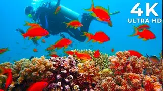 Relaxing Underwater Fish Music for Mindful Meditation | Underwater Vista