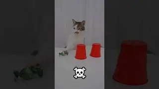 This Cat Has a Secret Skill! 🐾😲 #shorts