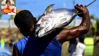 Tuna Fish Cutting | Fish Cutting Skills Sri Lanka | Fish Fish