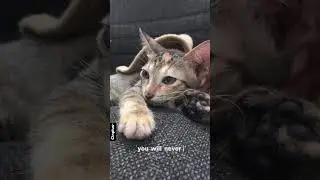 Теко &mdash; работник, работающий во сне #солнечныекошки #кот #милоеживотное #котенок