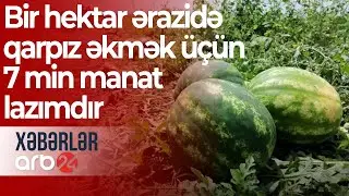 Çətinliklə üzləşən fermerlər: Bir hektar ərazidə qarpız əkmək üçün 7 min manat lazımdır - Xəbərlər