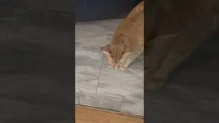 I had to post this rambunctious lil boi #cat