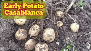 First Early Potato Casablanca | Harvesting