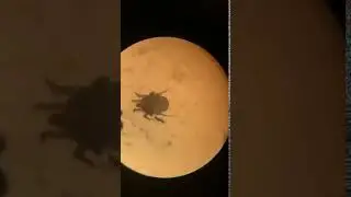Ear mite under the microscope - Veterinary Video