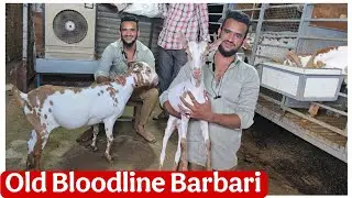Old Bloodline Barbari goats at Haniya goat farm Aurangabad Maharashtra 