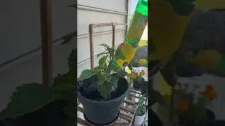 Miracle-Gro Liquafeed All Purpose Plant Food For Plants | #Shorts | Cool Places
