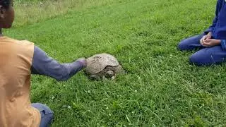 My children trying to make a turtle go into it's shell.
