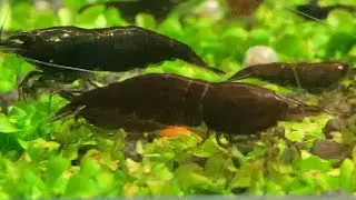 Неокаридина ШОКОЛАДНАЯ Neocaridina davidi var. Brown