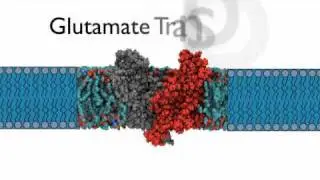 FundScience - Glutamate Transporter
