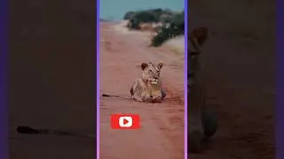 Some animals can live without food#shorts#animals#food#urdu#informative#video#viral#syedafabiha#lion