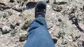 Salton Sea, California.  Thousands of Dried Up Dead Fish , March 2018