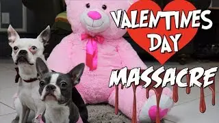 The Boston Terrier Valentines Day MASSACRE!!!