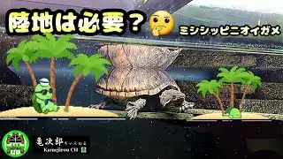 【ミシシッピニオイガメ】陸地は必要？🤔