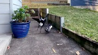 Magpie Attack