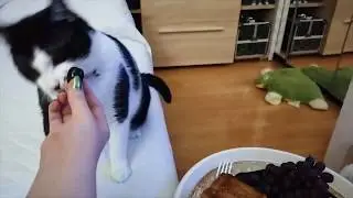 #Țupi #cat teased with #olive #funny #cats_of_world #cats #funny #catvideo #cutecat #catvids