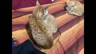 #ginger #cats #rule