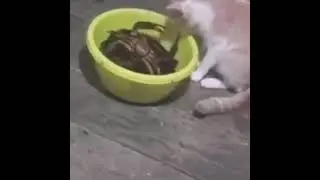 🦀crab get bite on cat leg 😿 crab vs cat