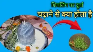 शिवलिंग पर दूर्वा चढ़ाने के फायदे | Shivling Par Durva Chadane Ke Fayde 