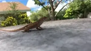 Lizard jump fail in Slow Motion