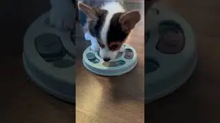 Next⚡🐾Feed slow. Think fast.🧠Puzzle toy = happy, busy dog👉 Shop now!Say Next again if you want more🔥
