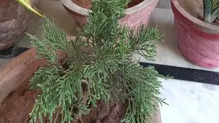 #jodhpur/juniperus chinensis/juniperus chinensi kaizuka/cemare juniperus chinensis/hollywood juniper