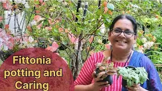 Fittonia potting & caring #houseplant #garden  #plants #homegarden #fittonia 
