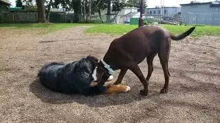 New wrestling friend!