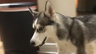 I Taught My Dog To Speak and Now I Can't Win An Argument