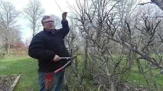 Orchard Pruning Part 1 Cordon and Espalier Apple trees