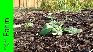 Growing Spinach Time-lapse & Harvest
