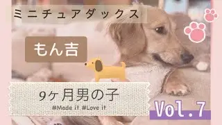 ミニチュアダックス 9ヶ月男の子 お迎えしてから2週間目の動画です