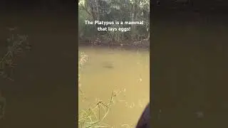 Platypus Time! #australia #fishing #animals #nature #wildanimals #wildlife #platypus