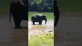 Elephant splashing water | RMB72wildlife | #shorts #shortsfeed #elephant