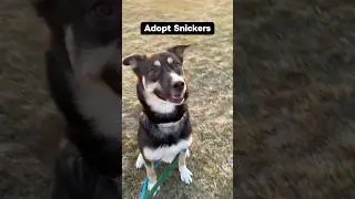 🐕 Adopt Snickers: Sweet as Candy 🍭