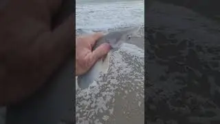 Baby Bonnethead shark flipping its tail at me before its release, tight lines!