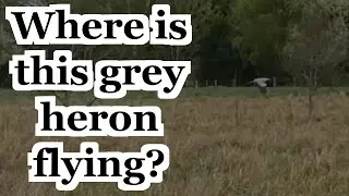 What Does a Flying Grey Heron Look Like? Large Bird Foraging and Commuting | UK Wildlife Species