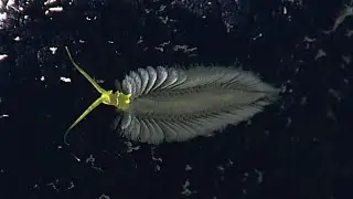 Facts: The Green Bomber Worm