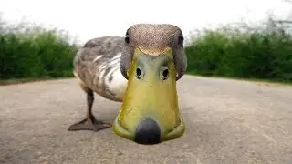Angry Duck Chasing People And Animals - Funny Ducks Attack Videos Compilation 2018 [BEST OF]
